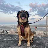 Entry image for Sophie