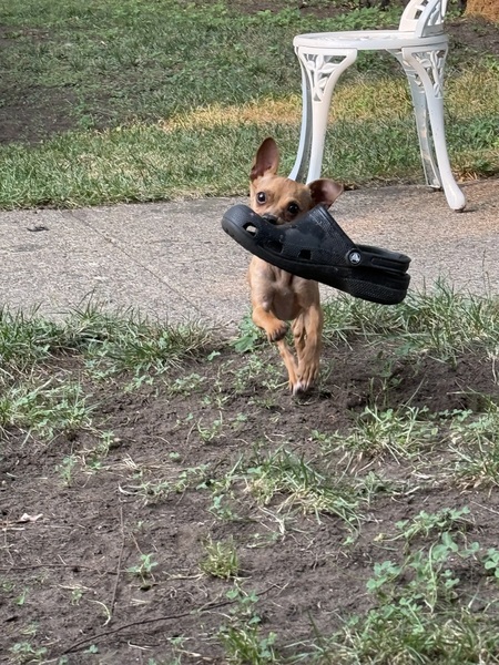 Entry image for McQueen. Clicking this image will show a larger photo