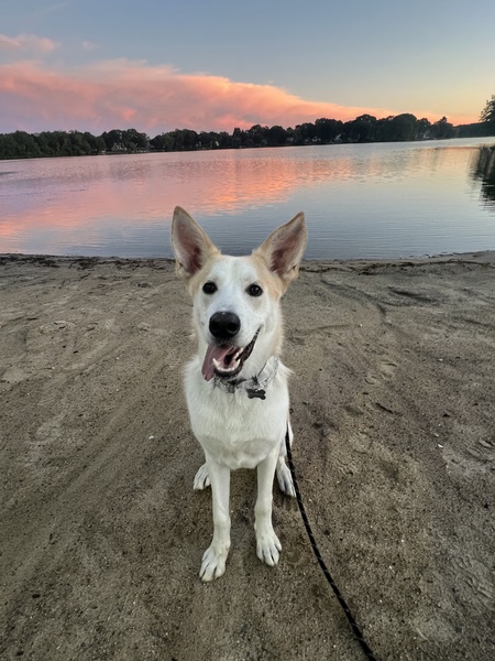 Entry image for Baloo. Clicking this image will show a larger photo