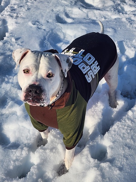 Entry image for Benji. Clicking this image will show a larger photo