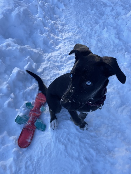 Entry image for Rose . Clicking this image will show a larger photo