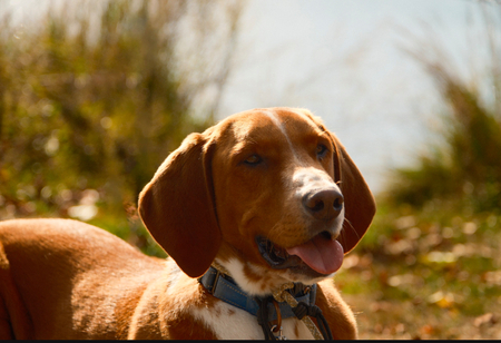 Entry image for Bodhi. Clicking this image will show a larger photo