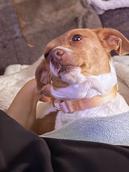 Entry image for Alba. Clicking this image will show a larger photo