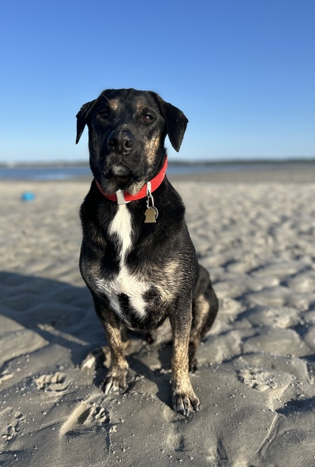 Entry image for Maverick. Clicking this image will show a larger photo