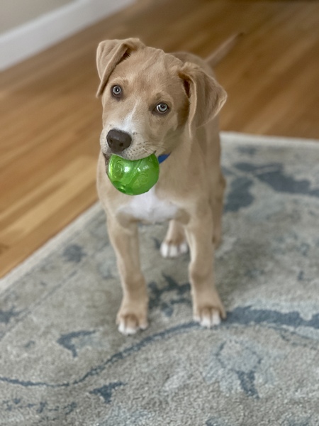 Entry image for Charlie. Clicking this image will show a larger photo