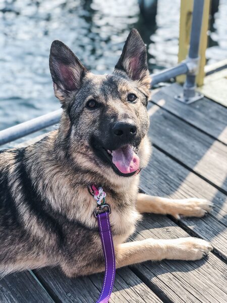 Entry image for Kona. Clicking this image will show a larger photo