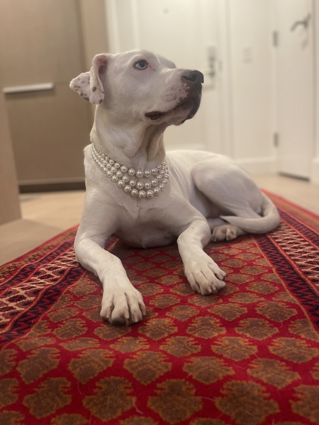 Entry image for Bluey. Clicking this image will show a larger photo