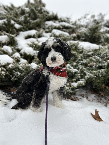 Entry image for Betty. Clicking this image will show a larger photo