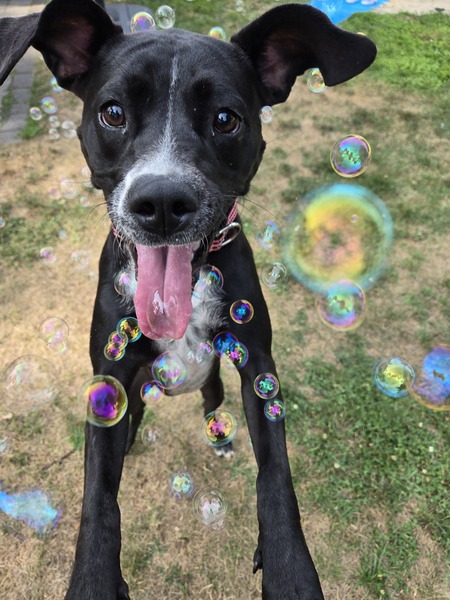 Entry image for Phoebe . Clicking this image will show a larger photo