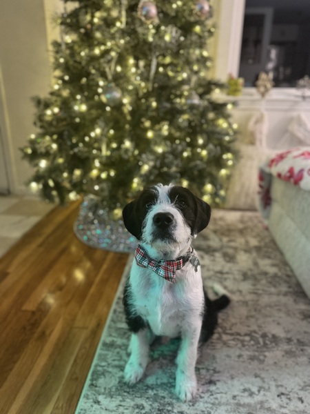 Entry image for Cuervo . Clicking this image will show a larger photo