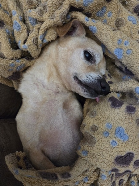 Entry image for Kobe . Clicking this image will show a larger photo