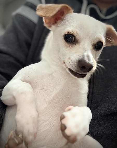 Entry image for Poppy (FKA Butter). Clicking this image will show a larger photo