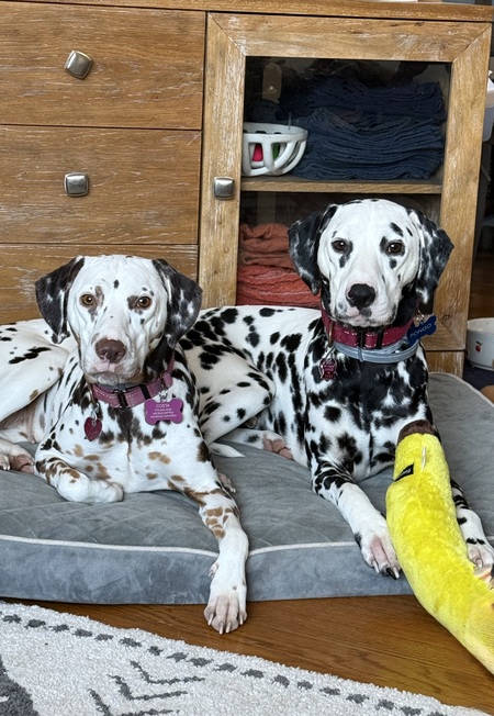Entry image for Perdita and Pongo. Clicking this image will show a larger photo