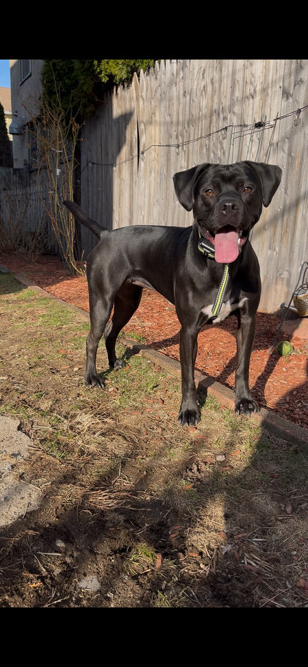 Entry image for Dixie. Clicking this image will show a larger photo