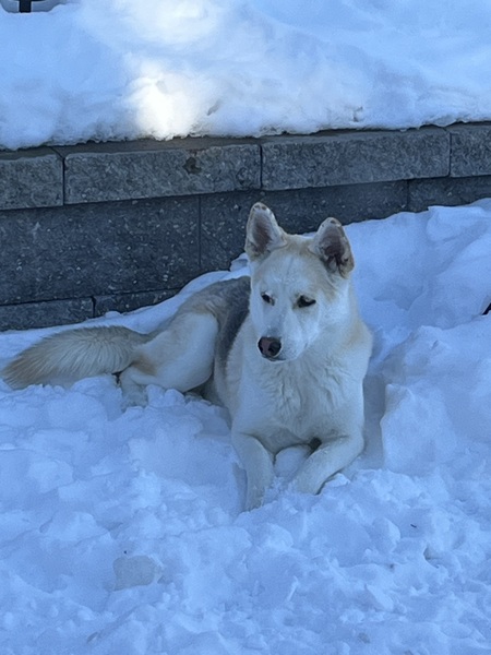 Entry image for Joy. Clicking this image will show a larger photo