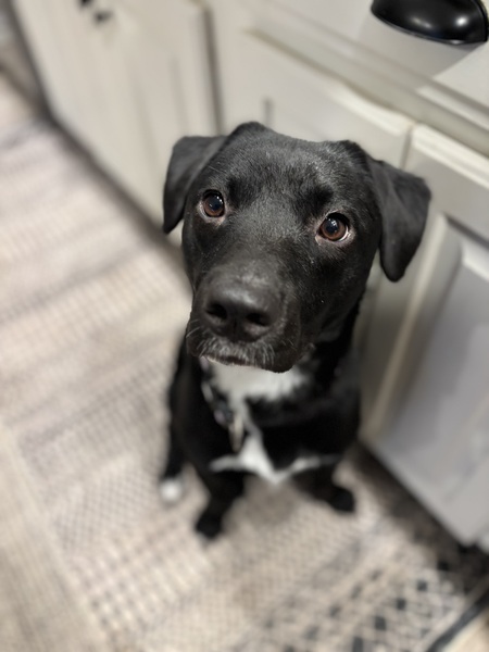 Entry image for Frankie. Clicking this image will show a larger photo