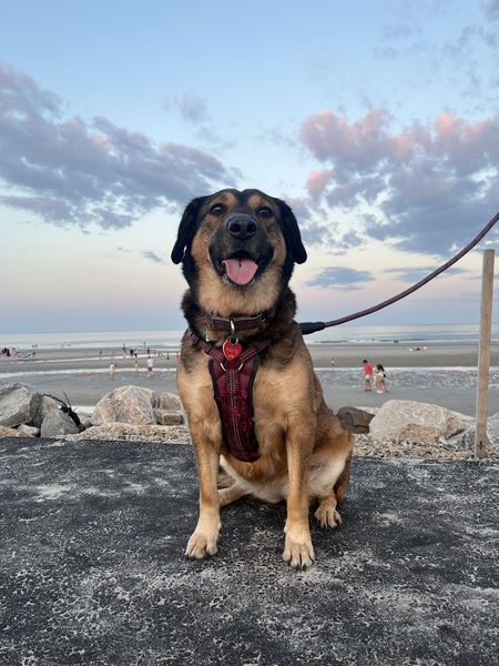 Entry image for Sophie. Clicking this image will show a larger photo