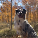 Entry image for Noodles