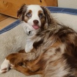 Entry image for Penne