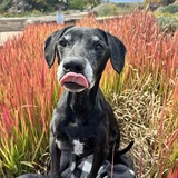 Entry image for Sadie