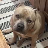 Entry image for Muffin