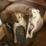 Entry image for Ziggy & Julia