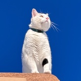 Entry image for Kailua 