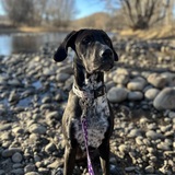 Entry image for Zola