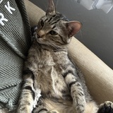 Entry image for Elliot