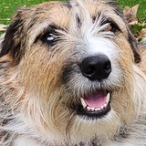 Entry image for Sweet Clover