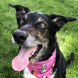 Entry image for Indy