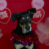 Entry image for Finn