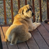 Entry image for Aelin