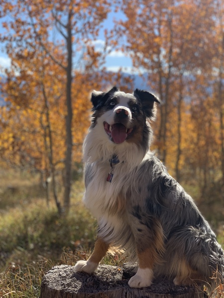 Entry image for Noodles. Clicking this image will show a larger photo