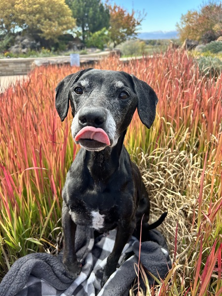 Entry image for Sadie. Clicking this image will show a larger photo