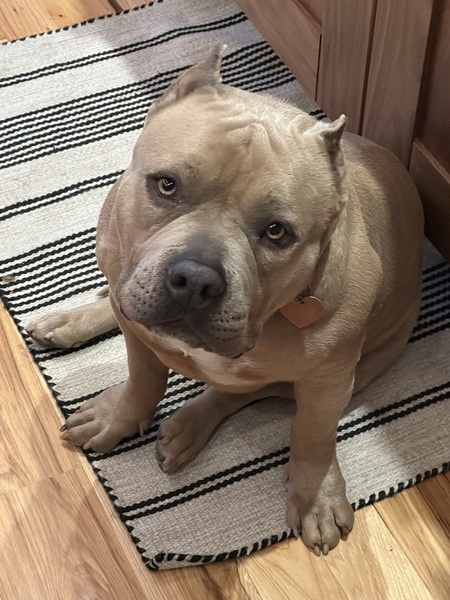 Entry image for Muffin. Clicking this image will show a larger photo