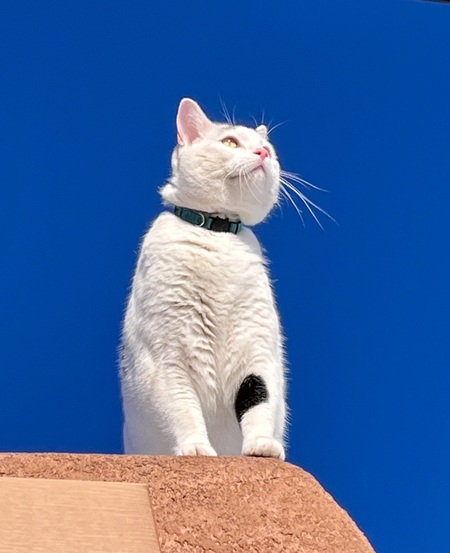 Entry image for Kailua . Clicking this image will show a larger photo