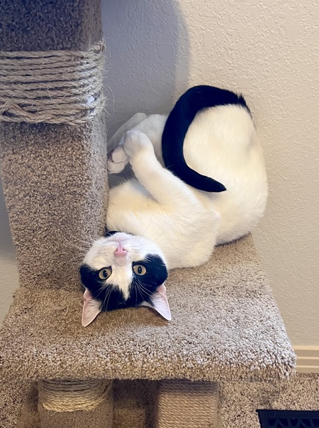 Entry image for Hana. Clicking this image will show a larger photo