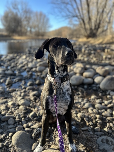 Entry image for Zola. Clicking this image will show a larger photo