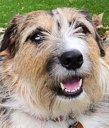 Entry image for Sweet Clover. Clicking this image will show a larger photo