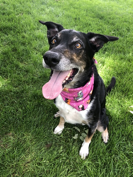 Entry image for Indy. Clicking this image will show a larger photo