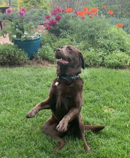 Entry image for Fiona. Clicking this image will show a larger photo