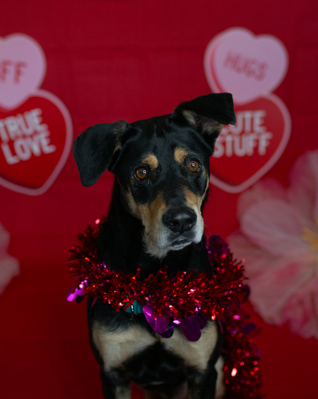 Entry image for Finn. Clicking this image will show a larger photo