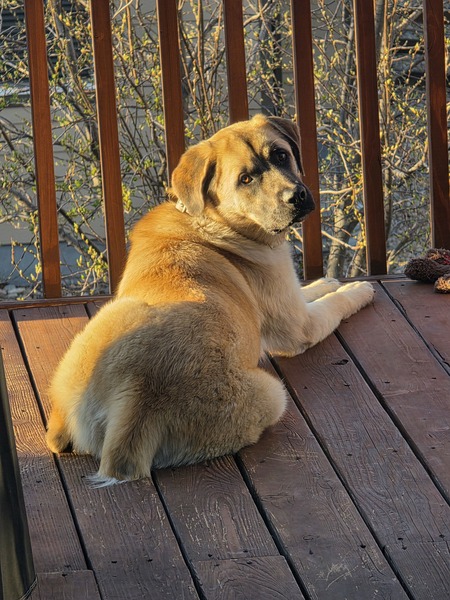 Entry image for Aelin. Clicking this image will show a larger photo