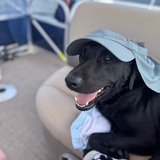 Entry image for Gracie Mae
