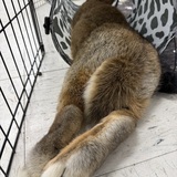 Entry image for Atilla the Bun