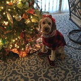 Entry image for Gracie Mary 