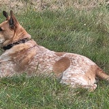 Entry image for Bucky