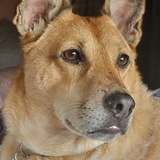 Entry image for Bucky 