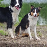 Entry image for Nellie & Abbey